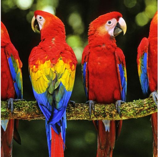 Save Parrots