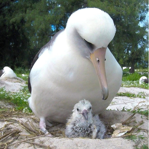 Save the Albatroz